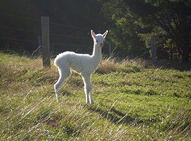 Bundewallah NSW Phillip Island Accommodation