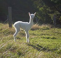 Jaspers Brush B And B - Phillip Island Accommodation