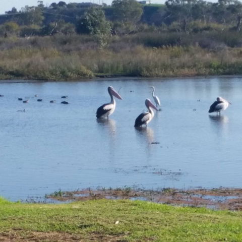 Avoca Dell Caravan Park - Phillip Island Accommodation 8