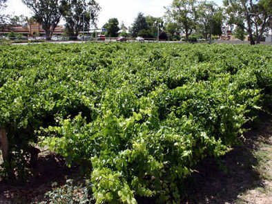 The Nuriootpa Vine Court Motel - Phillip Island Accommodation 2