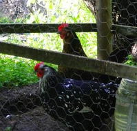 Norma's Place - Phillip Island Accommodation