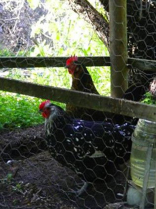 Norma's Place - Phillip Island Accommodation 0