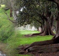 Rivergum Cottage - Phillip Island Accommodation