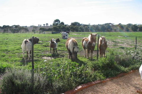 Redwing Shearer's Quarters - Phillip Island Accommodation 1