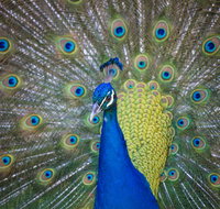 Willunga Peacock Farm Bed and Breakfast - Phillip Island Accommodation