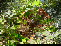 Rivers Edge Rainforest Retreat - Phillip Island Accommodation 0