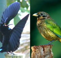 Chambers Wildlife Rainforest Lodges - Phillip Island Accommodation