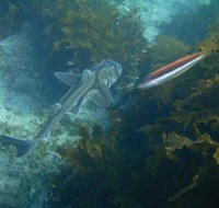 Honeymoon Bay - Phillip Island Accommodation