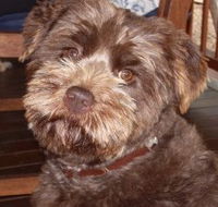 Lagoon Pocket Bed and Breakfast - Phillip Island Accommodation