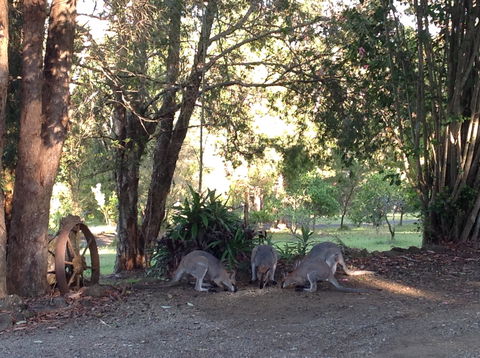 Maleny Country Cottages - Phillip Island Accommodation 5