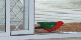 Azalea Cottage - Phillip Island Accommodation 5