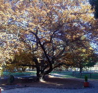 Hillview Oak Bed and Breakfast - Phillip Island Accommodation