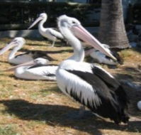 Christmas Cove Caravan Park - Phillip Island Accommodation