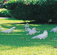 Aurora Kakadu - Phillip Island Accommodation