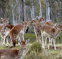 Lake Leake Chalet - Phillip Island Accommodation