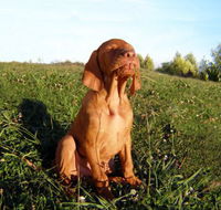 Wingham Pet Motel - Phillip Island Accommodation