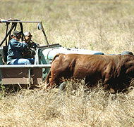 Bullo River Station - Phillip Island Accommodation