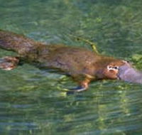 Eilean Donan Gardens - Phillip Island Accommodation