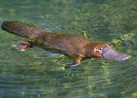 Eilean Donan Gardens - Phillip Island Accommodation 0