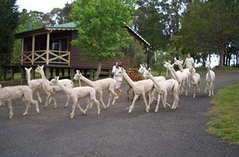 Madison's Mountain Retreat - Phillip Island Accommodation 6