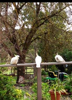 Australian Home Away @ Wonga Park Brushy Creek - Phillip Island Accommodation 0