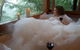 Maleny Tropical Retreat Balinese B&b - thumb 1
