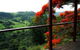 Maleny Tropical Retreat Balinese B&b - thumb 10