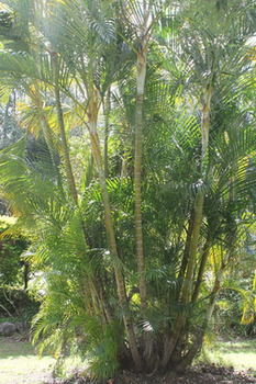 Buderim Fiesta Motel - Phillip Island Accommodation 18