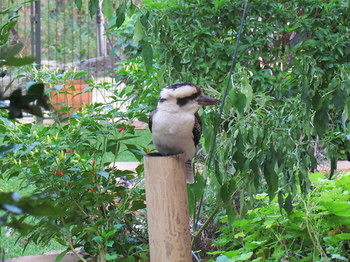 Amytis Gardens Retreat Spa And Cooking School - Phillip Island Accommodation 3