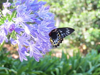 Amytis Gardens Retreat Spa And Cooking School - Phillip Island Accommodation 4