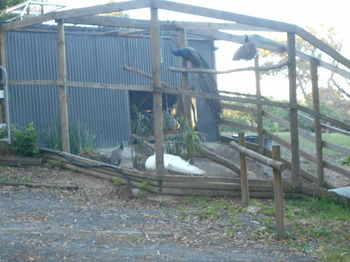 A Twist Of Willow - Phillip Island Accommodation 20