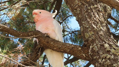 Mungo Lodge - Phillip Island Accommodation 3