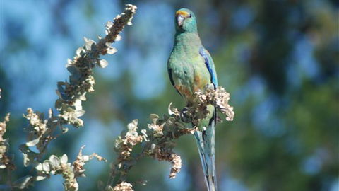 Mungo Lodge - Phillip Island Accommodation 5