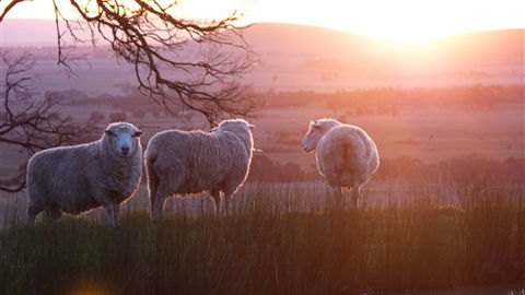Tuki Trout Farm And Retreat - Phillip Island Accommodation 4