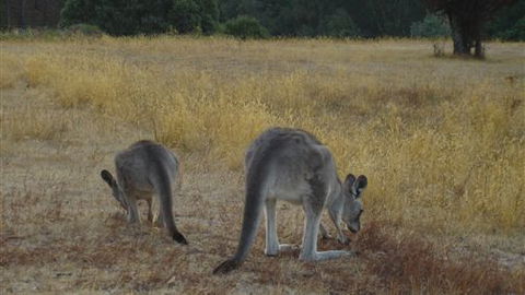 Kunala Chalet - Pinnacle Valley Resort - Phillip Island Accommodation 3