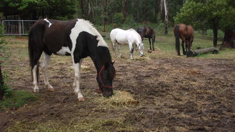 Buller Basecamp Retreat - Phillip Island Accommodation 4
