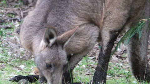 Venus Bay Eco Retreat - Phillip Island Accommodation 7