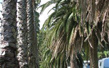 Barlings Beach Holiday Park - Phillip Island Accommodation 2