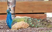 Lake Hume Tourist Park - Phillip Island Accommodation 1