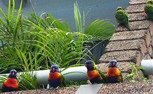 Aquajet Motel - Coffs Harbour - Phillip Island Accommodation 4