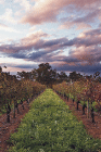 Lamonts Winery Restaurant  Gallery - Phillip Island Accommodation