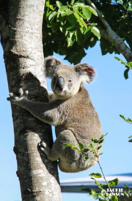Esk Caravan Park And Rail Trail Motel - Phillip Island Accommodation 5