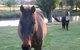 Reynella Kosciusko Rides Accommodation - thumb 0