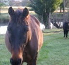 Reynella Kosciusko Rides Accommodation - Phillip Island Accommodation