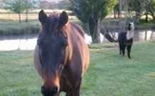 Reynella Kosciusko Rides Accommodation - Phillip Island Accommodation 0