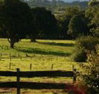 Pines on the Plateau - Phillip Island Accommodation