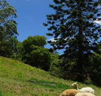 Wattle Gully Retreat - Phillip Island Accommodation