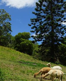 Wattle Gully Retreat - Phillip Island Accommodation 0