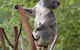 Wattle Gully Retreat - thumb 2