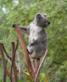 Wattle Gully Retreat - Phillip Island Accommodation 2